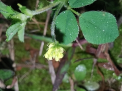 Medicago lupulina