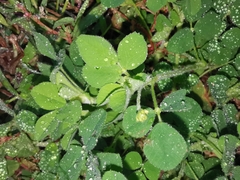 Medicago lupulina