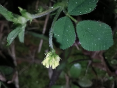 Medicago lupulina