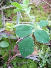 Medicago lupulina