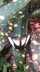 Hypolimnas monteironis