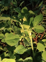 Medicago lupulina