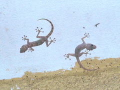 Ptyodactylus hasselquistii