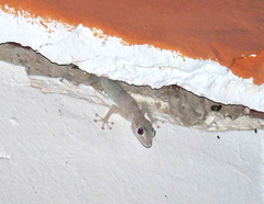 Ptyodactylus hasselquistii