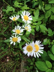 Erigeron annuus