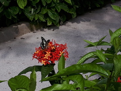 Papilio demoleus malayanus