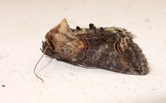Abrostola asclepiadis