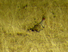 Pterocles orientalis