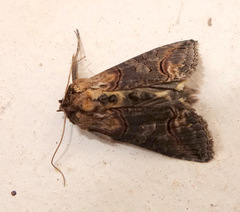Abrostola asclepiadis