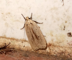 Agonopterix pallorella