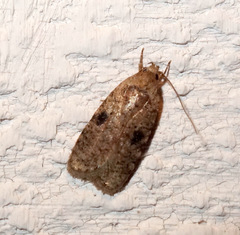 Agonopterix propinquella