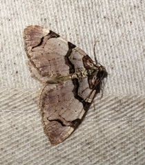 Anticlea derivata