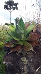 Agave pachycentra