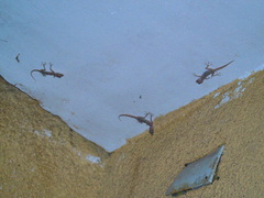 Ptyodactylus hasselquistii