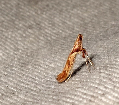 Caloptilia hemidactylella