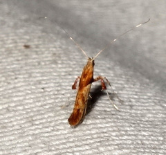Caloptilia hemidactylella