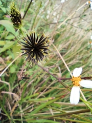 Bidens alba