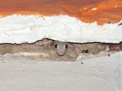 Ptyodactylus hasselquistii