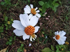 Bidens alba