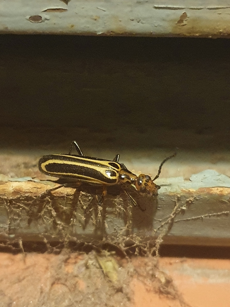 Pyrota wagneri