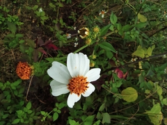 Bidens alba