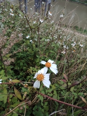 Bidens alba