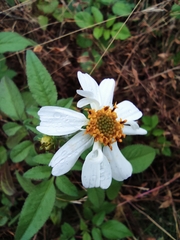 Bidens alba