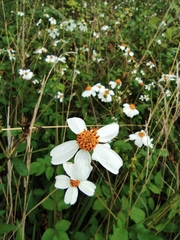 Bidens alba