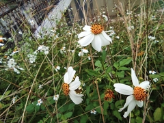 Bidens alba