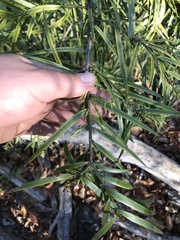 Afrocarpus gracilior