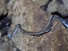 Thamnophis proximus rubrilineatus
