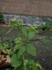 Galinsoga quadriradiata