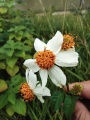 Bidens alba