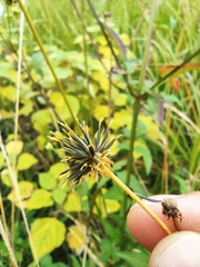 Bidens alba