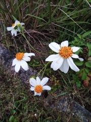 Bidens alba
