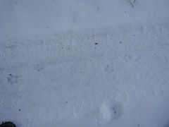 Nyctereutes procyonoides