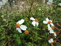 Bidens alba