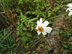 Bidens alba