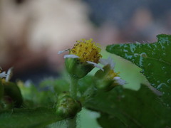 Galinsoga quadriradiata