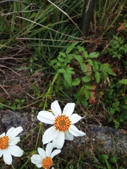 Bidens alba