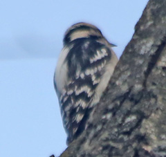 Dryobates pubescens