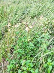 Bidens alba