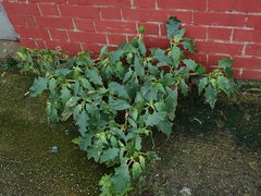 Datura stramonium