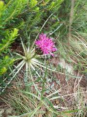 Centaurea borjae