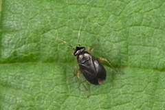 Chlamydatus pulicarius