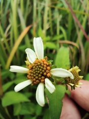 Bidens alba