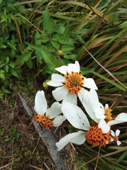 Bidens alba