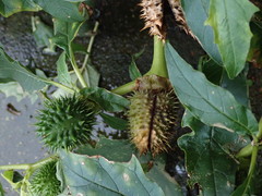 Datura stramonium