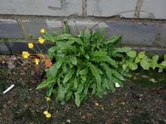 Crepis capillaris