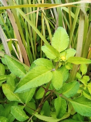 Bidens alba